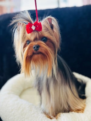 https://chiens-de-france.com/photo/chiens/2026_06/tn200/TN200_202606062245046a2486d0d0186.jpg