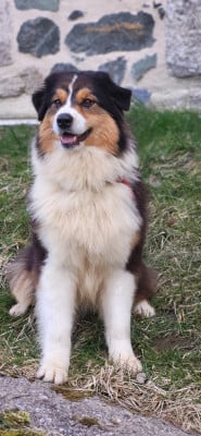 https://chiens-de-france.com/photo/chiens/2026_06/tn200/TN200_202606071447226a25685ad4e6c.jpg