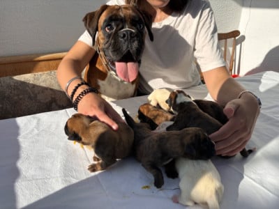 https://chiens-de-france.com/photo/chiens/2026_06/tn200/TN200_202606071829396a259c736e7ae.jpg