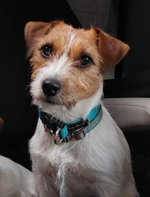 https://chiens-de-france.com/photo/chiens/2026_06/tn200/TN200_202606072314056a25df1d1f0cd.jpg