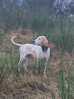 https://chiens-de-france.com/photo/chiens/2026_06/tn200/TN200_202606080812496a265d6131796.jpg