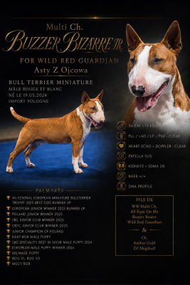 CH. BUZZER BIZARRE JR. FOR WILD RED GUARDIAN Asty Z Ojcowa