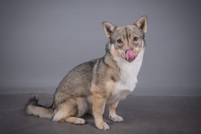 https://chiens-de-france.com/photo/chiens/2026_06/tn200/TN200_202606081326376a26a6ed095ba.jpg