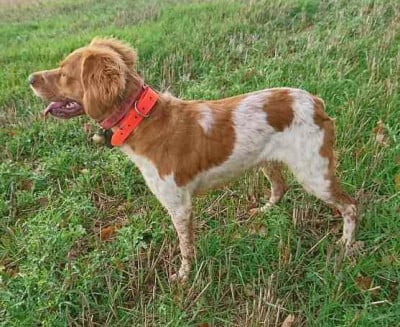 https://chiens-de-france.com/photo/chiens/2026_06/tn200/TN200_202606081419566a26b36c15dd2.jpg