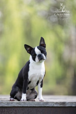https://chiens-de-france.com/photo/chiens/2026_06/tn200/TN200_202606081425416a26b4c5ceed8.jpg