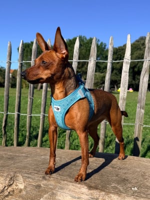 https://chiens-de-france.com/photo/chiens/2026_06/tn200/TN200_202606081518236a26c11f5377d.jpg