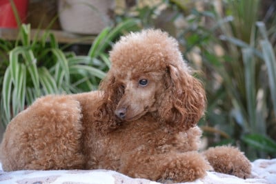 https://chiens-de-france.com/photo/chiens/2026_06/tn200/TN200_202606081529556a26c3d37385e.jpg