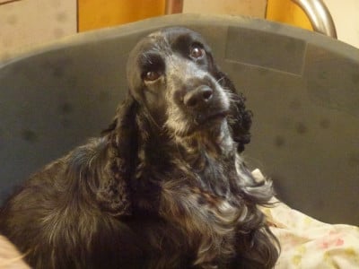 https://chiens-de-france.com/photo/chiens/2026_06/tn200/TN200_202606091107206a27d7c88d00d.jpg