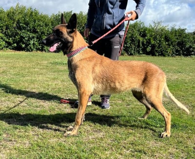 https://chiens-de-france.com/photo/chiens/2026_06/tn200/TN200_202606091519336a2812e53433e.jpg