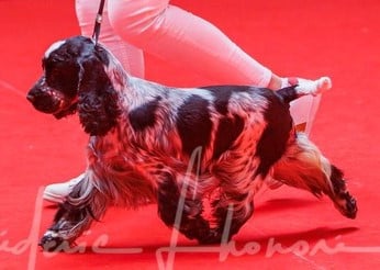 https://chiens-de-france.com/photo/chiens/2026_06/tn200/TN200_202606092111246a28655cc9001.jpg