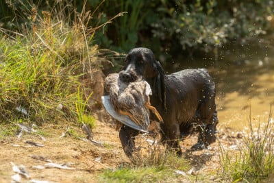 https://chiens-de-france.com/photo/chiens/2026_06/tn200/TN200_202606092119046a286728eade6.jpg
