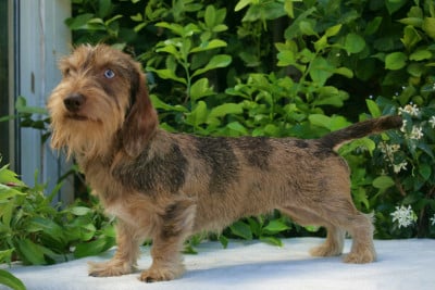 https://chiens-de-france.com/photo/chiens/2026_06/tn200/TN200_202606101518446a296434cec83.jpg