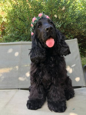 https://chiens-de-france.com/photo/chiens/2026_06/tn200/TN200_202606101556306a296d0e2aa68.jpg