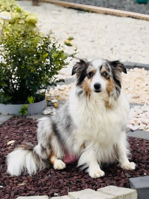 https://chiens-de-france.com/photo/chiens/2026_06/tn200/TN200_202606110718496a2a453941ee7.jpg