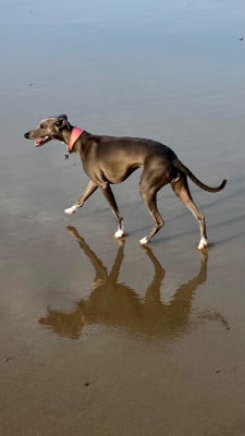 https://chiens-de-france.com/photo/chiens/2026_06/tn200/TN200_202606111554356a2abe1b26429.jpg