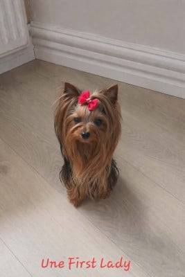 https://chiens-de-france.com/photo/chiens/2026_06/tn200/TN200_202606111712106a2ad04aba812.jpg