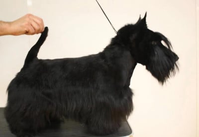 https://chiens-de-france.com/photo/chiens/2026_06/tn200/TN200_202606111723336a2ad2f52fbd0.jpg