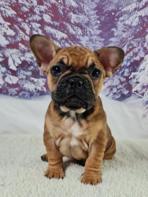https://chiens-de-france.com/photo/chiens/2026_06/tn200/TN200_202606121006116a2bbdf31596c.jpg