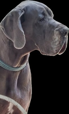 https://chiens-de-france.com/photo/chiens/2026_06/tn200/TN200_202606121030576a2bc3c16c9c8.jpg