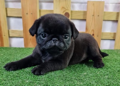 https://chiens-de-france.com/photo/chiens/2026_06/tn200/TN200_202606121112136a2bcd6d3e0b1.jpg