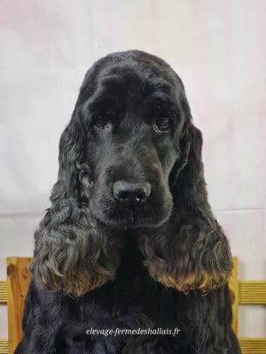https://chiens-de-france.com/photo/chiens/2026_06/tn200/TN200_202606121424386a2bfa860e763.jpg