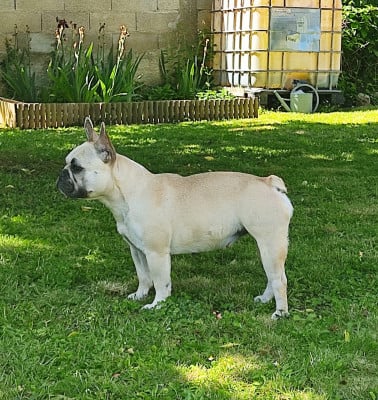 https://chiens-de-france.com/photo/chiens/2026_06/tn200/TN200_202606121425246a2bfab45f8d4.jpg