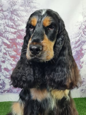 https://chiens-de-france.com/photo/chiens/2026_06/tn200/TN200_202606121427286a2bfb30e7161.jpg