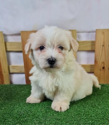 https://chiens-de-france.com/photo/chiens/2026_06/tn200/TN200_202606121551586a2c0efe962ae.jpg