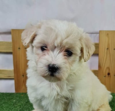 https://chiens-de-france.com/photo/chiens/2026_06/tn200/TN200_202606121555006a2c0fb465c7e.jpg