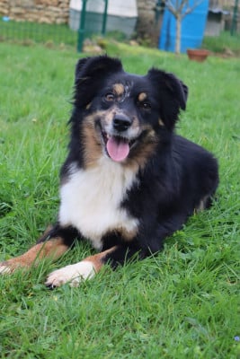https://chiens-de-france.com/photo/chiens/2026_06/tn200/TN200_202606121626336a2c17190bbce.jpg
