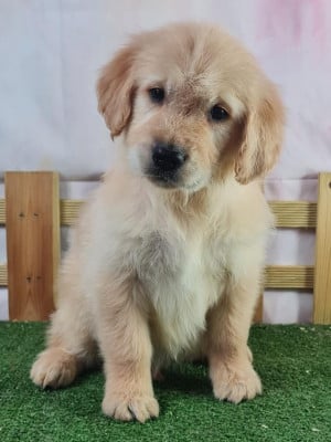 https://chiens-de-france.com/photo/chiens/2026_06/tn200/TN200_202606121636356a2c19739493a.jpg