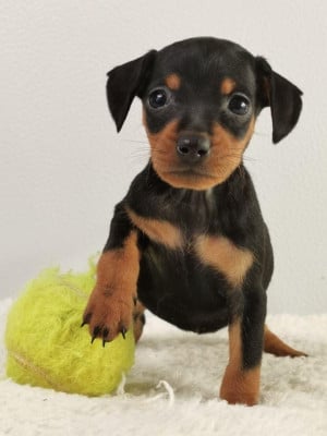 https://chiens-de-france.com/photo/chiens/2026_06/tn200/TN200_202606121653516a2c1d7f730f1.jpg