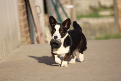 https://chiens-de-france.com/photo/chiens/2026_06/tn200/TN200_202606121927416a2c418d400ab.jpg