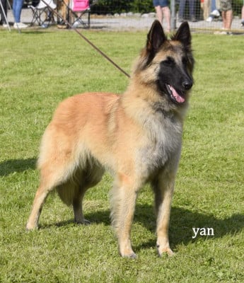 https://chiens-de-france.com/photo/chiens/2026_06/tn200/TN200_202606122231186a2c6c96eee7b.jpg