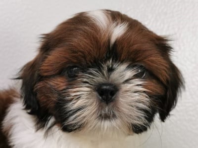 https://chiens-de-france.com/photo/chiens/2026_06/tn200/TN200_202606130911096a2d028dd32fa.jpg