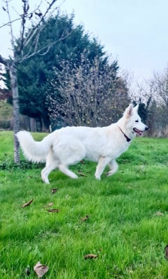 https://chiens-de-france.com/photo/chiens/2026_06/tn200/TN200_202606131136246a2d24981acf5.jpg