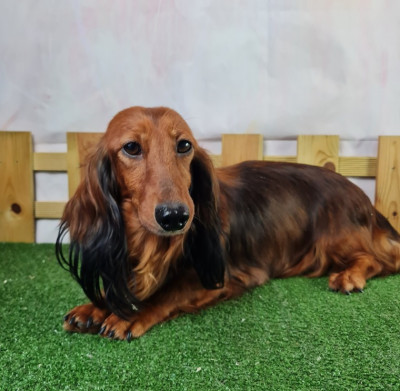 https://chiens-de-france.com/photo/chiens/2026_06/tn200/TN200_202606131349596a2d43e799bbc.jpg