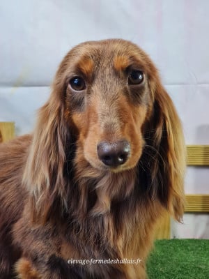 https://chiens-de-france.com/photo/chiens/2026_06/tn200/TN200_202606131448086a2d5188c2030.jpg