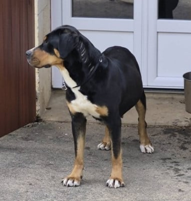 https://chiens-de-france.com/photo/chiens/2026_06/tn200/TN200_202606151245266a2fd7c67de85.jpg