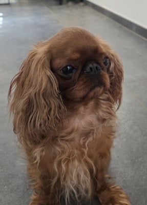 https://chiens-de-france.com/photo/chiens/2026_06/tn200/TN200_202606151353196a2fe7af22849.jpg
