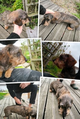 https://chiens-de-france.com/photo/chiens/2026_06/tn200/TN200_202606151555346a300456397ca.jpg