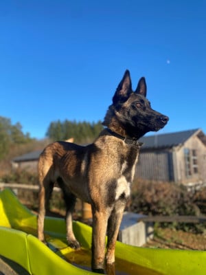 https://chiens-de-france.com/photo/chiens/2026_06/tn200/TN200_202606152210216a305c2d2401c.jpg
