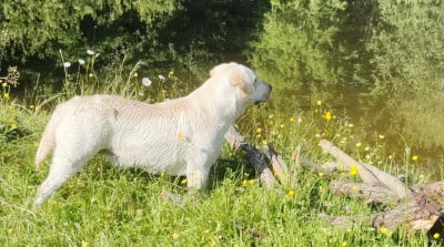 https://chiens-de-france.com/photo/chiens/2026_06/tn200/TN200_202606161543096a3152ed7889b.jpg