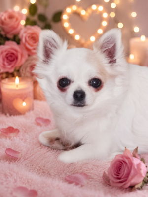 https://chiens-de-france.com/photo/chiens/2026_06/tn200/TN200_202606161804596a31742b76efc.png