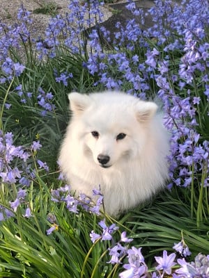 https://chiens-de-france.com/photo/chiens/2026_06/tn200/TN200_202606161838076a317bef190fb.jpg
