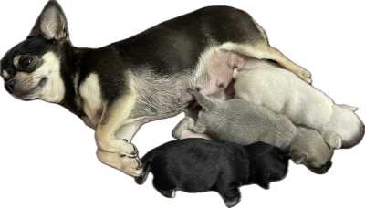 https://chiens-de-france.com/photo/chiens/2026_06/tn200/TN200_202606162049116a319aa71664c.png