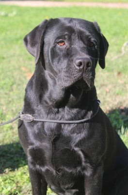 https://chiens-de-france.com/photo/chiens/2026_06/tn200/TN200_202606170852186a324422081c1.jpg