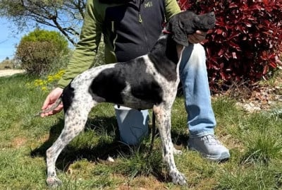https://chiens-de-france.com/photo/chiens/2026_06/tn200/TN200_202606170855096a3244cdc14a8.jpg