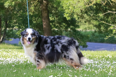 https://chiens-de-france.com/photo/chiens/2026_06/tn200/TN200_202606170900156a3245ff83bc8.jpg