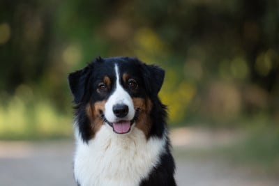 https://chiens-de-france.com/photo/chiens/2026_06/tn200/TN200_202606171637466a32b13a4b183.jpg